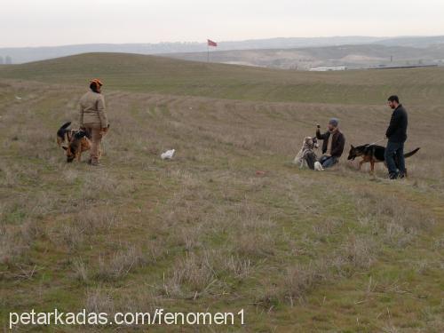 zeyna-xena Dişi Alman Çoban Köpeği