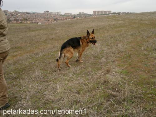 zeyna-xena Dişi Alman Çoban Köpeği