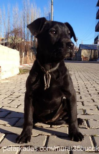 zeyna Dişi Cane Corso Italiano