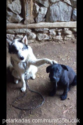 zeyna Dişi Cane Corso Italiano