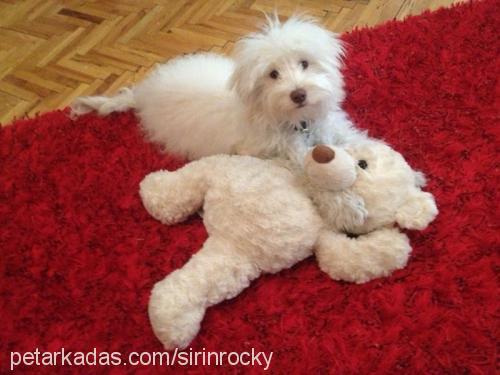 rocky Erkek Poodle (Standart Kaniş)