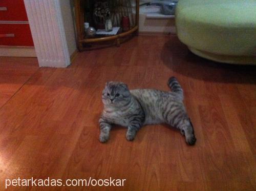 oskar Erkek Scottish Fold