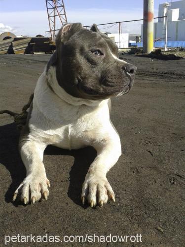 diego Erkek Amerikan Staffordshire Terrier