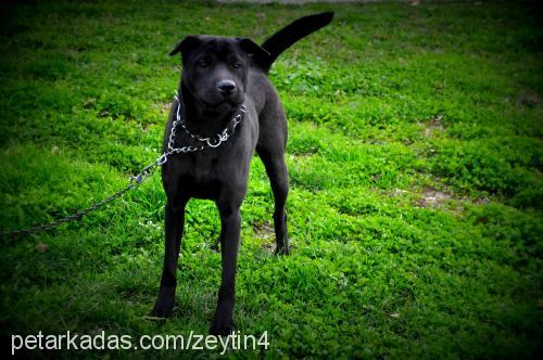 zeytİnshar Dişi Labrador Retriever