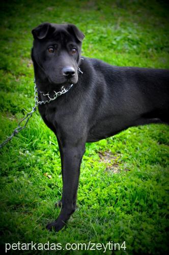 zeytİnshar Dişi Labrador Retriever