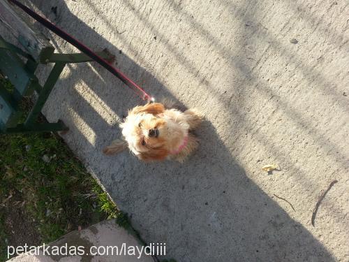 leydi Dişi Bichon Havanese