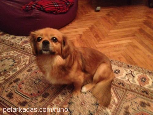 karamel Dişi Tibetli Spaniel