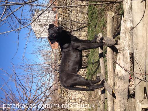 zeyna Dişi Cane Corso Italiano