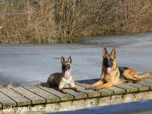 İxsus Erkek Alman Çoban Köpeği