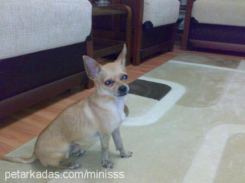 miniş Erkek Chihuahua