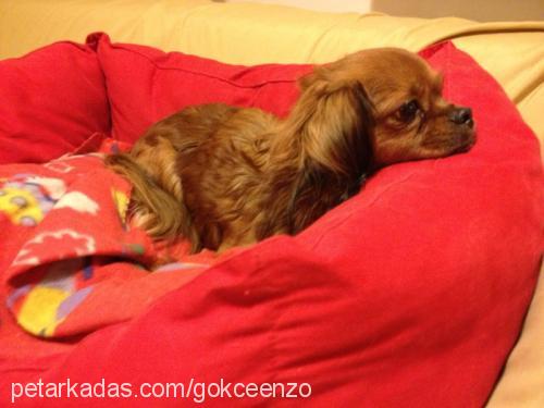 pistacchino Erkek Cavalier King Charles Spanieli