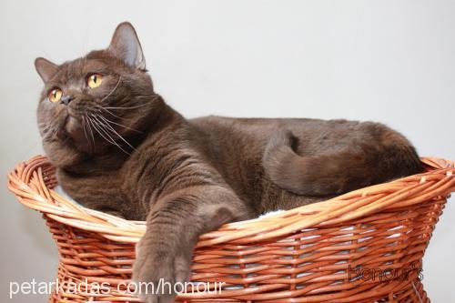 george Erkek British Shorthair