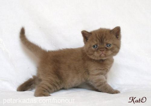 george Erkek British Shorthair