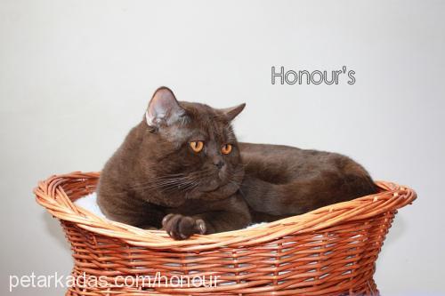 george Erkek British Shorthair