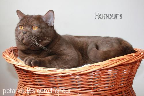 george Erkek British Shorthair