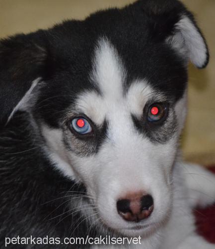 Çakıl Dişi Sibirya Kurdu (Husky)