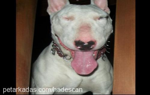 hades Erkek Bull Terrier