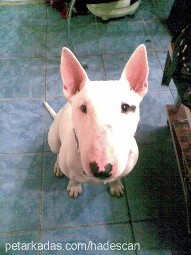 hades Erkek Bull Terrier