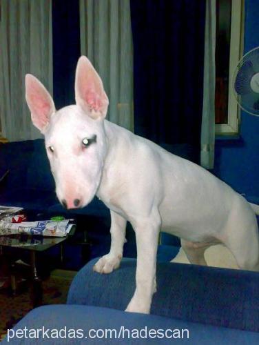 hades Erkek Bull Terrier