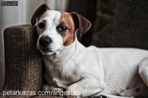 shylock Erkek Jack Russell Terrier