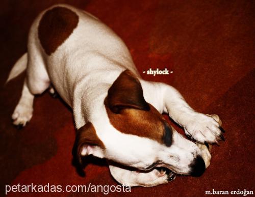 shylock Erkek Jack Russell Terrier