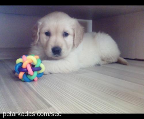 mişa Dişi Golden Retriever