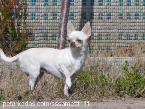 prenses Dişi Chihuahua