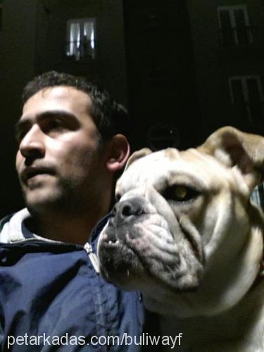 deisy Dişi İngiliz Bulldog