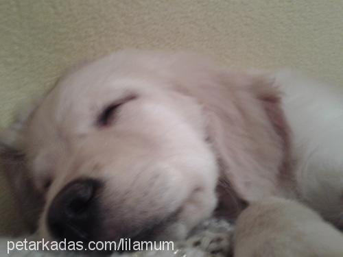 alice Dişi Golden Retriever