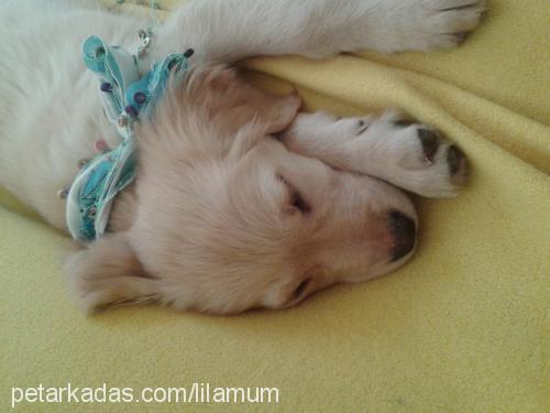 alice Dişi Golden Retriever