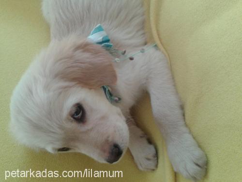 alice Dişi Golden Retriever