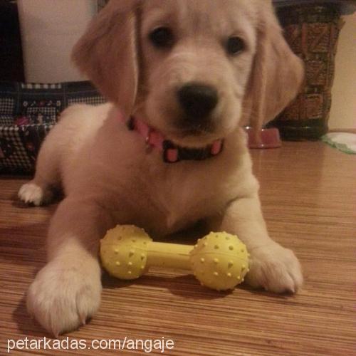 daisy Dişi Golden Retriever