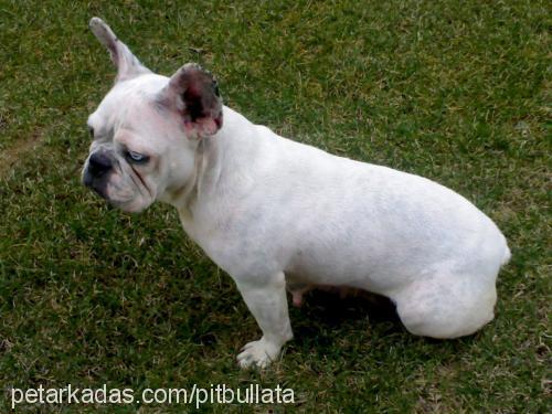 duça Dişi Fransız Bulldog