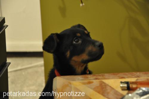 bossly Dişi Rottweiler