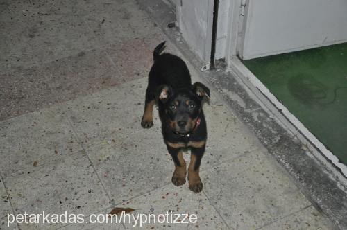 bossly Dişi Rottweiler