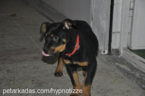 bossly Dişi Rottweiler