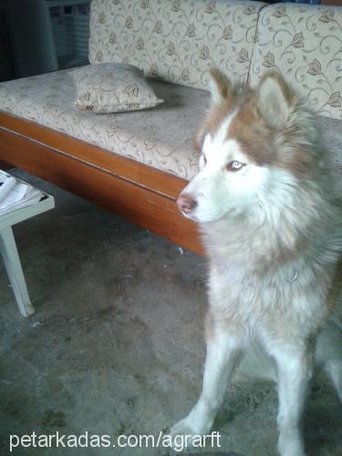 alex Erkek Sibirya Kurdu (Husky)