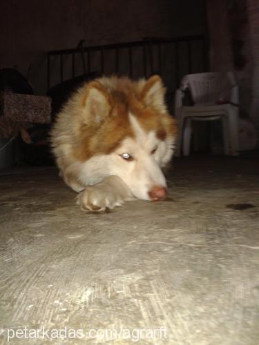 alex Erkek Sibirya Kurdu (Husky)