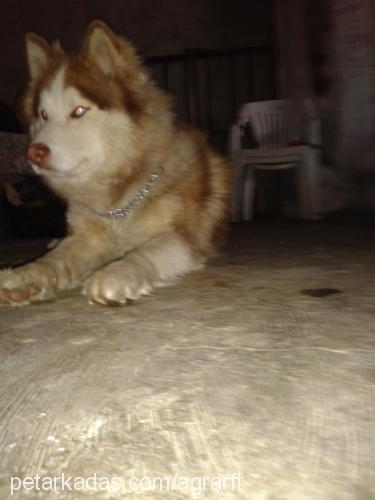 alex Erkek Sibirya Kurdu (Husky)