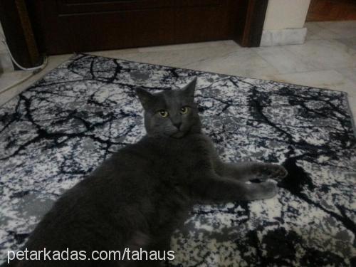 duman Erkek British Shorthair