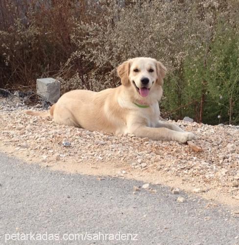 sila Dişi Golden Retriever