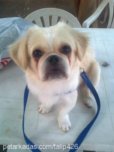 lİly Dişi Pekingese