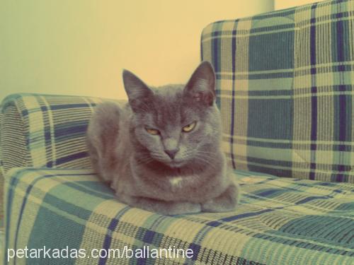 sidika Dişi British Shorthair