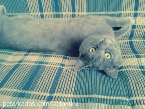 sidika Dişi British Shorthair