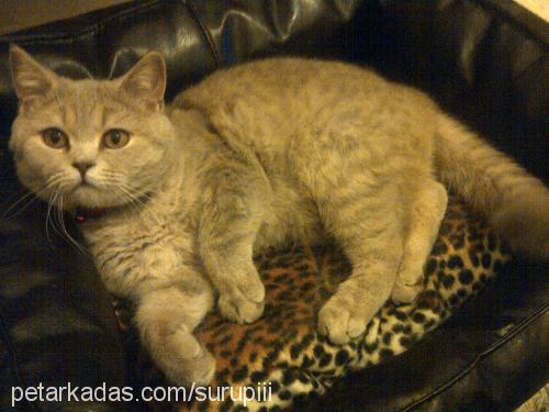 şurup Dişi British Shorthair