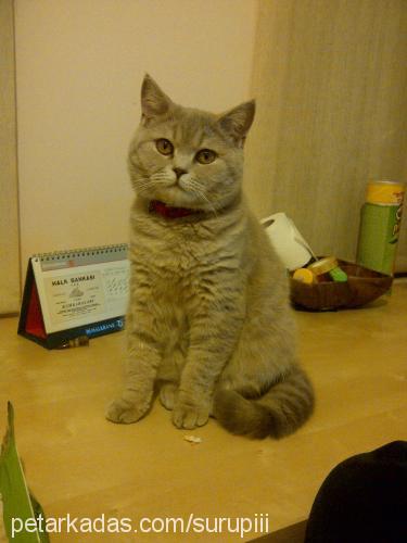 şurup Dişi British Shorthair