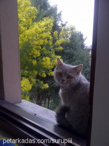 şurup Dişi British Shorthair