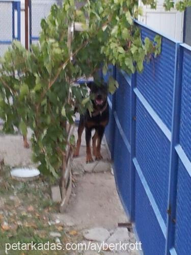 tina Dişi Rottweiler