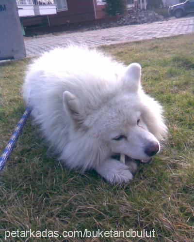 bulut Dişi Samoyed