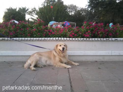 lila Dişi Golden Retriever